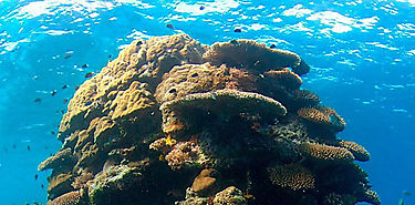 AN promueve la proteccin integral de los sistemas de arrecifes coralinos