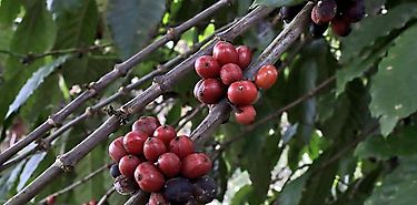 Resaltan aportes de industria del café a economía de Panamá
