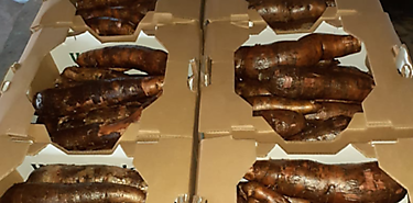 Veintids toneladas de yuca y sanda panamea se exportarn a Estados Unidos