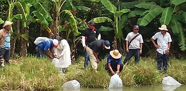 67 familias en la comarca Ngbe Bugl se benefician con la siembra de tilapias 