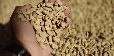 Caf en Colombia alcanza precios histricos
