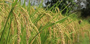 Culmina escuela de campo en el cultivo de arroz de Ciencias Agropecuarias en Chiriqu