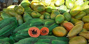 Repuntan las exportaciones de papaya panamea a EEUU en el 2021