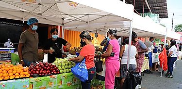 Ferias Alimentos RIMMU en los corregimientos del Distrito de Panamá