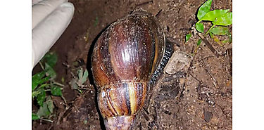 Descartan presencia de Caracol Gigante Africano en Panam