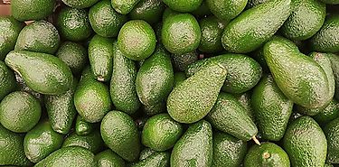 Impulsan exportacin de aguacates en Tierras Altas