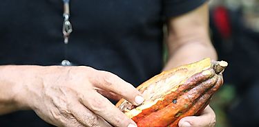 Presentan proyecto para la renovacin del cacao en Bocas del Toro