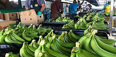 Ministros de Latinoamérica promueven acciones conjuntas en torno al banano