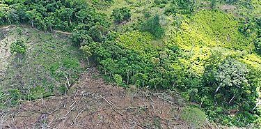 Tala de ms de 180 hectreas de bosque en Darin son juzgadas