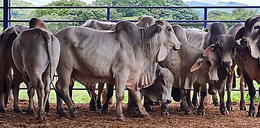 Productores agropecuarios santeos reciben ayudas del Gobierno Nacional