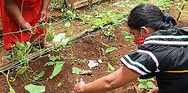 La cara ambiental de la Estrategia Colmena