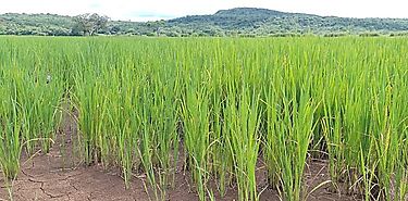 Panam alcanza el 906 de siembra de arroz en la temporada agrcola 20232024