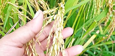 Buscan alternativas para garantizar la produccin de arroz en 2022