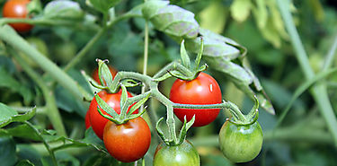 Un beneficio poco conocido de los tomates para la sangre