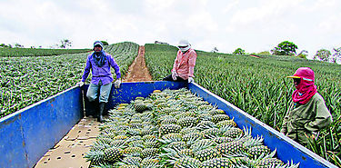 MIDA apoya producción de piña en Bugaba