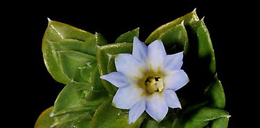 Descubren en Costa Rica nueva especie de planta