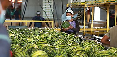 OMC instó a asumir nuevas normas comerciales en mercado de alimentos