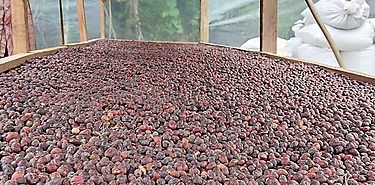 Panamá impulsa el sector del café