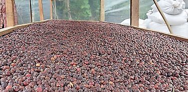 Caf del norte de Cocl busca afianzarse en el mercado Nacional