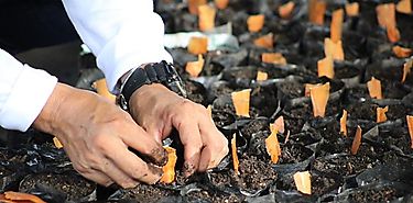 MiAMBIENTE inicia recolección y siembra de semillas de árboles en Chiriquí