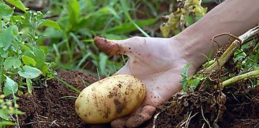 Panam impulsa la agricultura orgnica