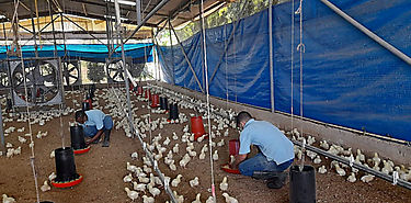 Inicia primer proyecto avícola de autogestión del año 2022 en centro de cumplimiento