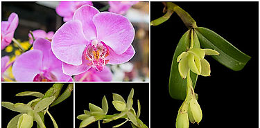 Hallan en Costa Rica 20 nuevas especies de orquídeas
