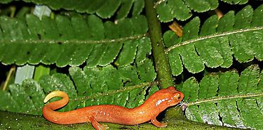 Descubren nueva especie de salamandra en el Parque Internacional la Amistad