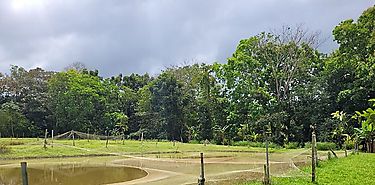 MIDA inaugura Escuela de Campo en ricipisicultura en Panam Oeste