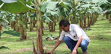 Productores de plátano piden apoyo para la industria