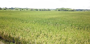 Aumenta superficie sembrada de arroz en Panamá