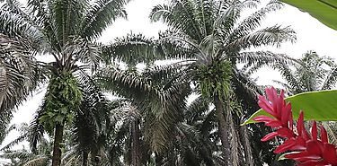 PABO certifica internacionalmente primera producción de palma aceitera sostenible