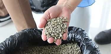 Caf Geisha panameo es vendido por B603400 por libra