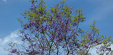 Jacaranda caucana el rbol 5 millones sembrado por el Canal de Panam