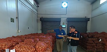 Se desarrolla inventario fsico nacional de papas y cebollas en todo el pas