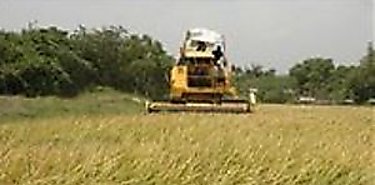 Productores de arroz de Chiriqu solicitaran incentivo al MIDA