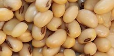 Se producir Soya Tropicalizada en Panam