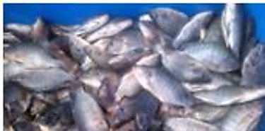 Cosecha para periodo de cuaresma