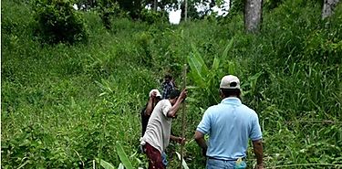 Realizan reforestacin en la comunidad de las Delicias