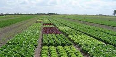 La  Agricultura Orgnica   florece en Panam