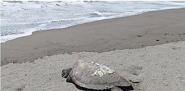 ANAM detect tortugas marinas muertas 