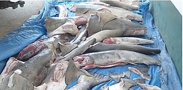 Retienen embarcacin con pesca ilegal en Coiba