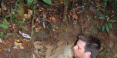Dnde crecen los rboles tropicales