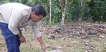 Liberan armadillo en Reserva Forestal el Montoso