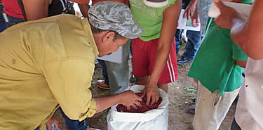 Mejora la produccin de poroto 