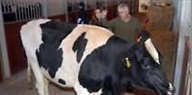 Ganado de alta gentica exportar Panam hacia Per 