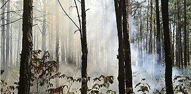 Aproximadamente 650 hectreas de pinos se quemaron en la reserva forestal La Yeguada