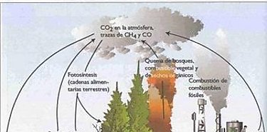El mgico ciclo del carbono