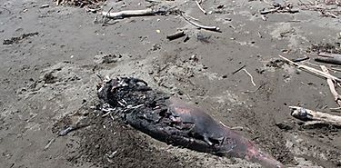 Aparece delfn varado en Playa El Reten 