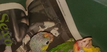 ANAM  decomisa tres loros a cazadores furtivos 